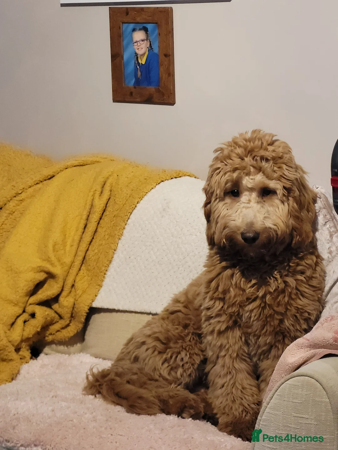 Goldendoodle dogs for sale: Gorgeous male Goldendoodle adorable boy - Advert 3