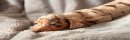 Miniature Dachshund dogs for sale: Beautiful KC Registered Miniature Dachshund Girls - Advert 8