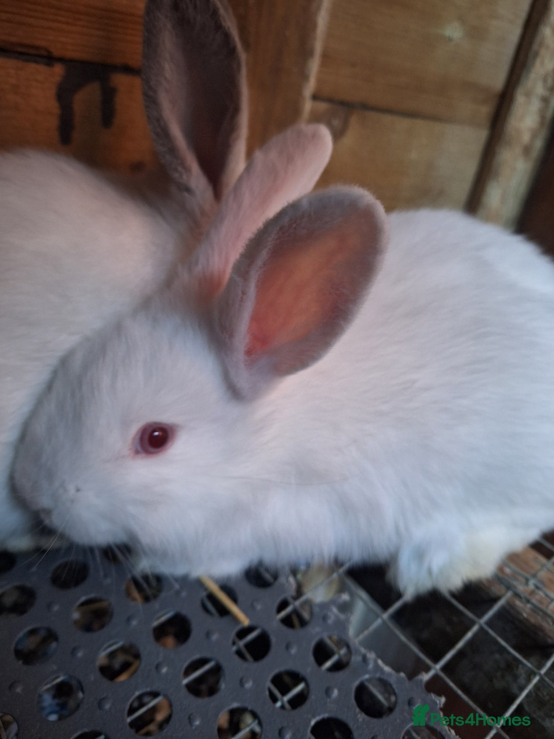 Mixed Breed rabbits for sale: New Zealand cross Californian rabbits Colony - Advert 2