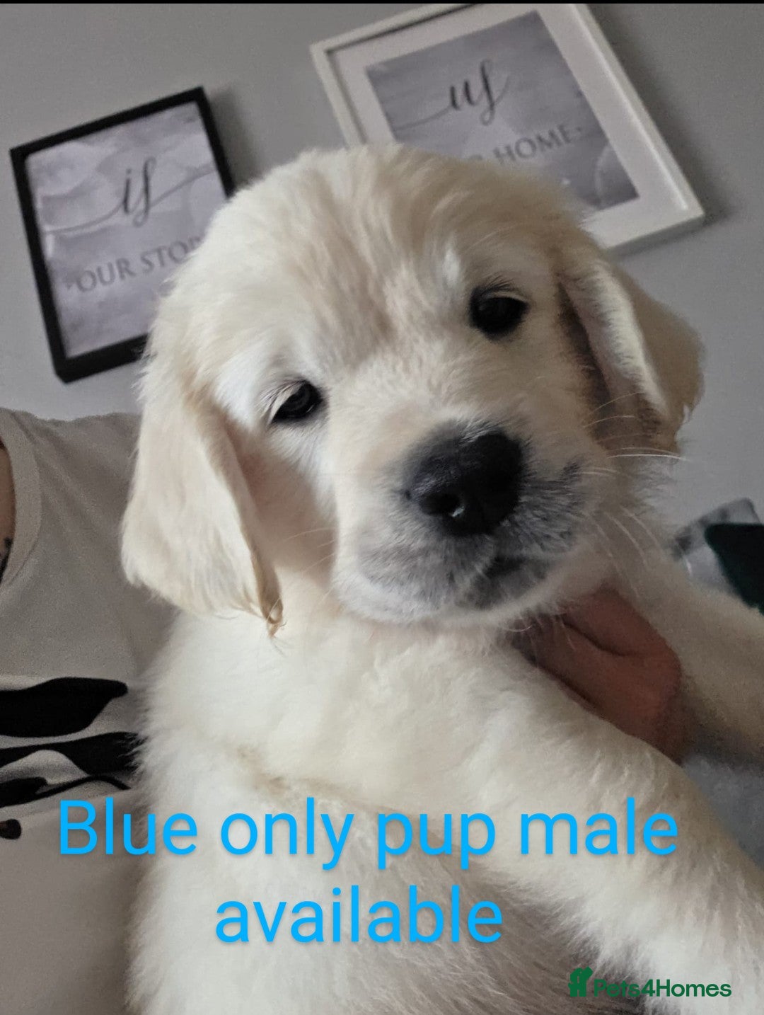 Golden Retriever dogs Only one male available KC Golden Retriever - Advert 5
