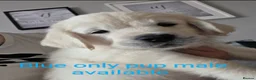 Golden Retriever dogs for sale: Only one male available KC Golden Retriever - Advert 1