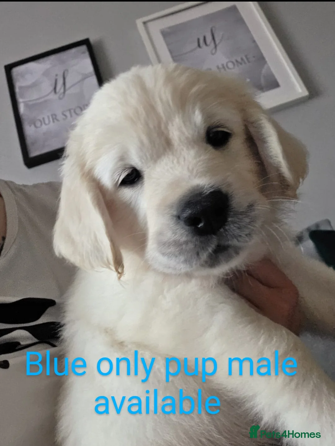 Golden Retriever dogs for sale: Only one male available KC Golden Retriever - Advert 1