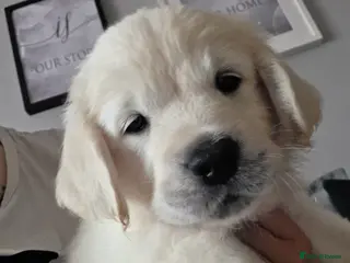 Golden Retriever dogs Only one male available KC Golden Retriever - Advert 1