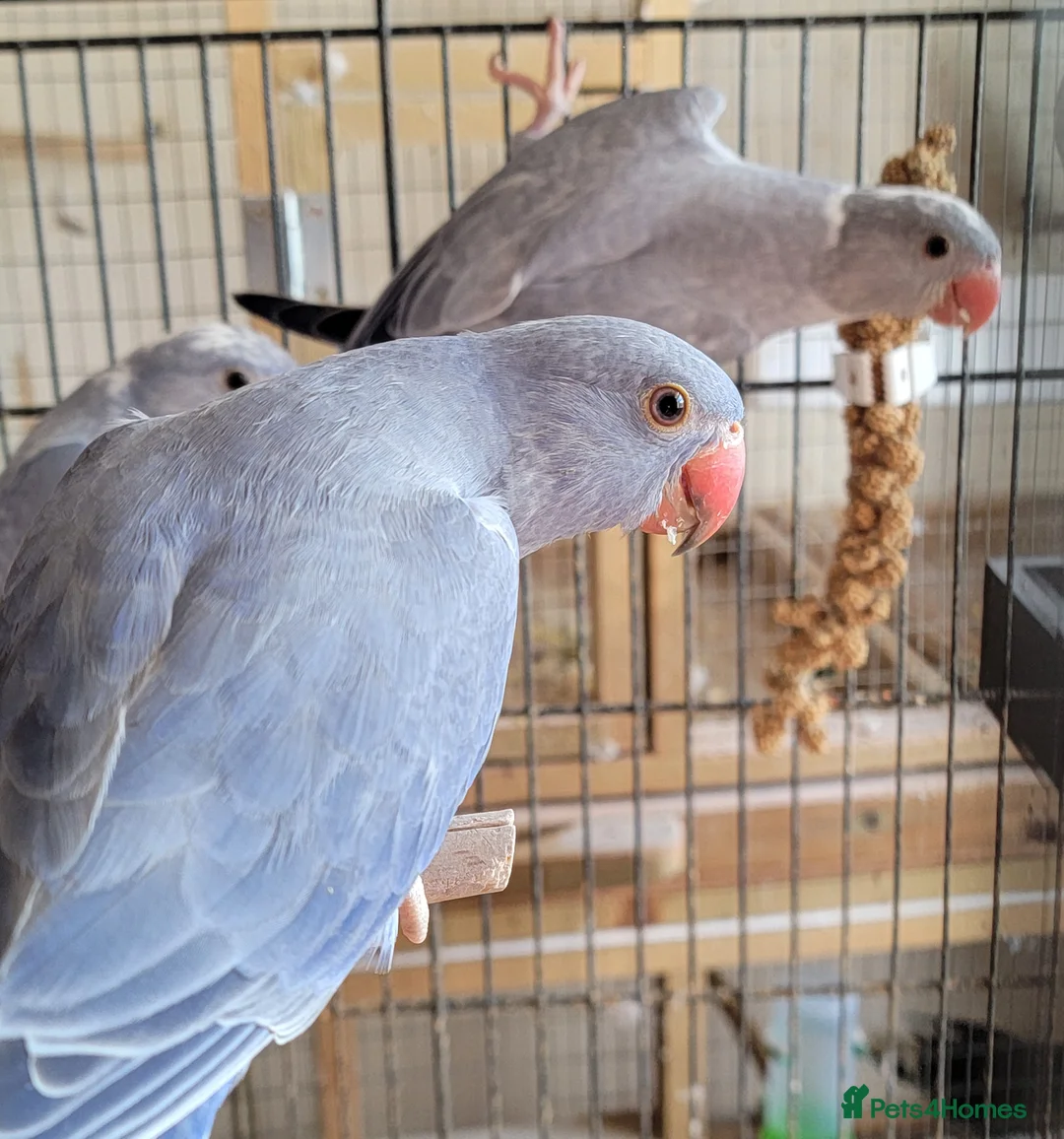 Ringnecks birds for sale: Juveniles Ringnecks - Advert 1