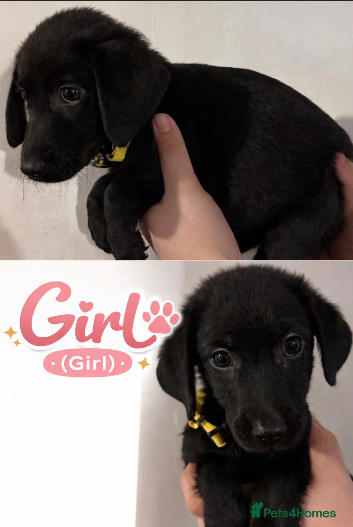 Mixed Breed dogs Family raised collie x Labrador puppy’s  - Advert 2