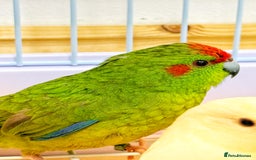 Parrots birds for sale: Beautiful Adorable Kakariki Talking Parrots - Image 14