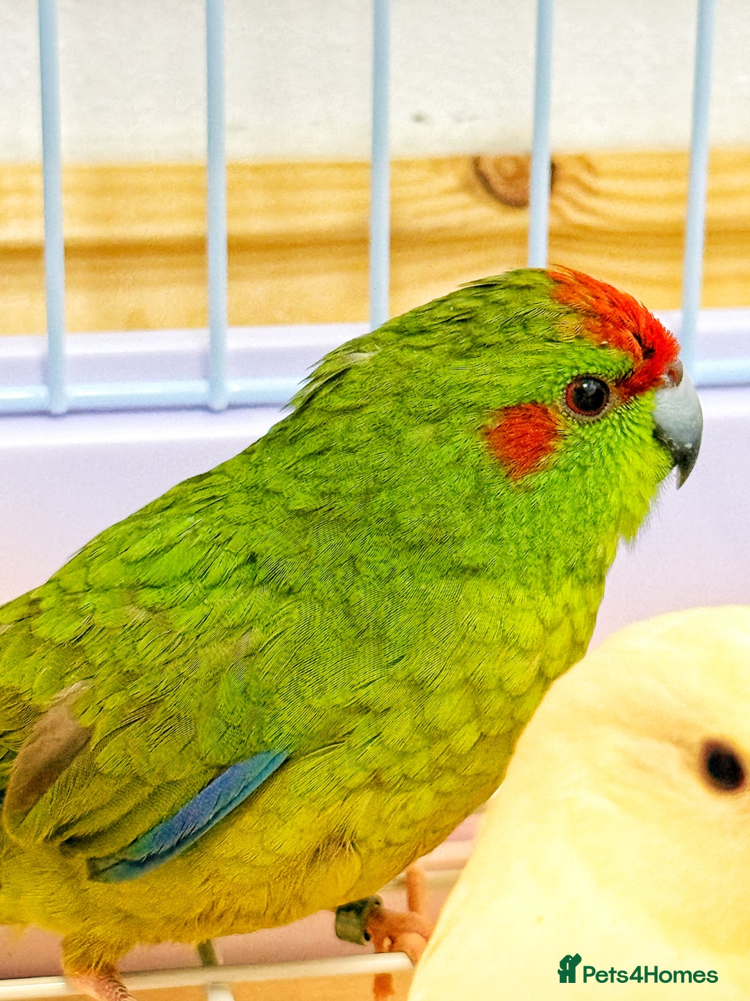 Parrots birds for sale: Beautiful Adorable Kakariki Talking Parrots - Image 14