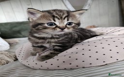 Mixed Breed cats for sale: British Shorthair blue x Siberian  - Image 3