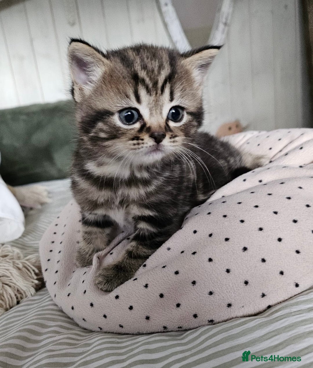 Mixed Breed cats for sale: British Shorthair blue x Siberian  - Image 3
