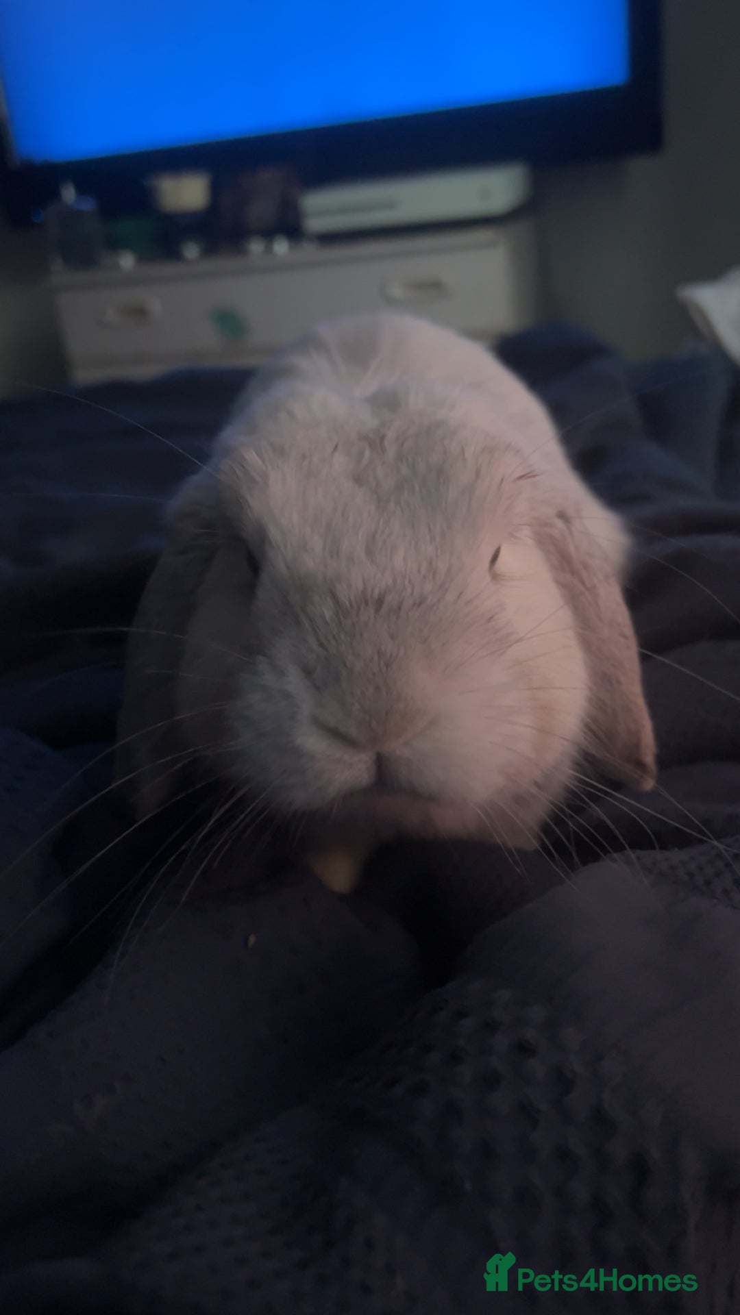 Mini Lop rabbits for sale: Dennis - Image 2