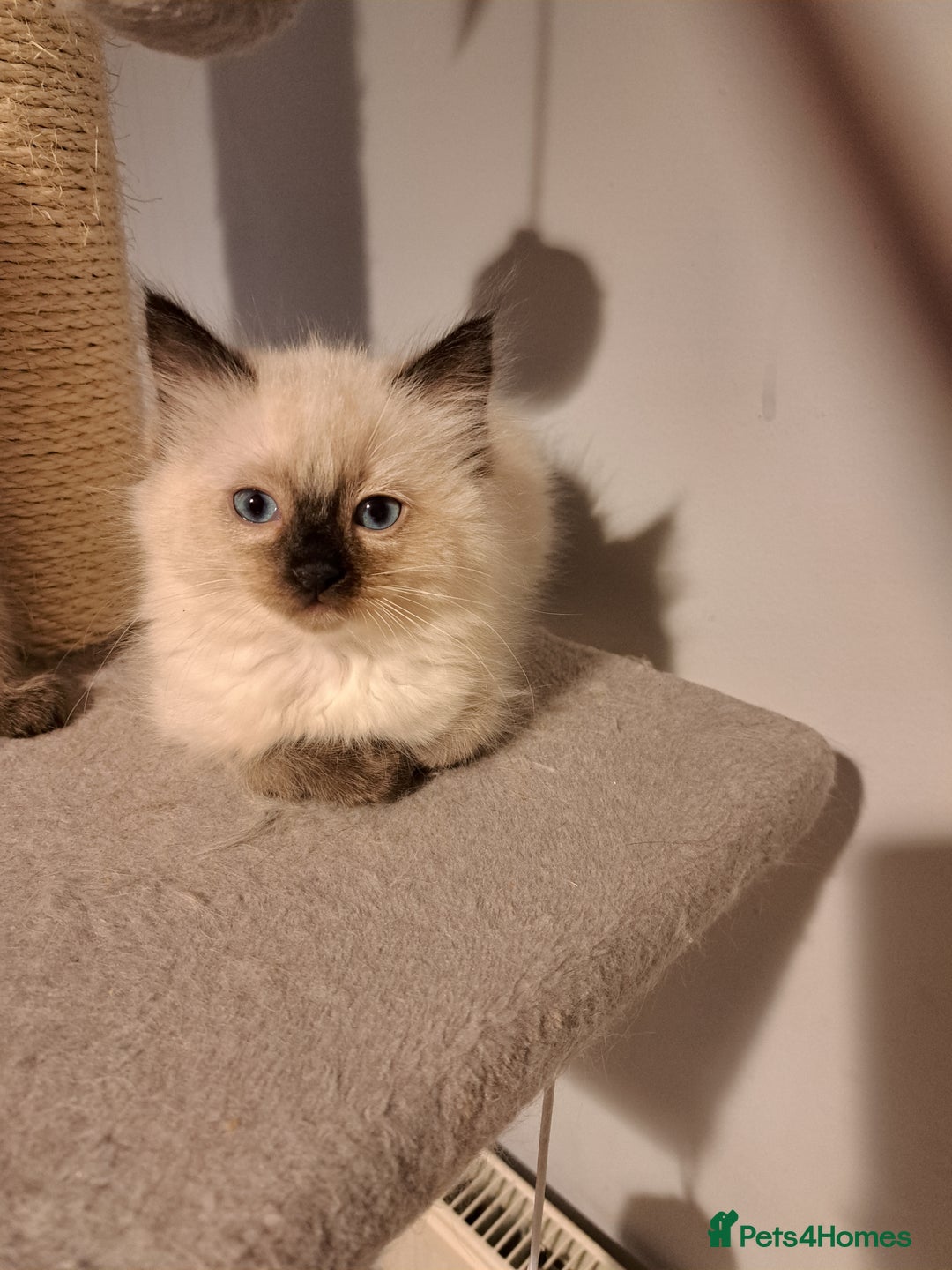 Ragdoll cats for sale: Ragdolll kittens - Image 3