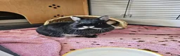 Netherland Dwarf rabbits for sale: Purebred Netherland Dwarf Doe - Advert 28