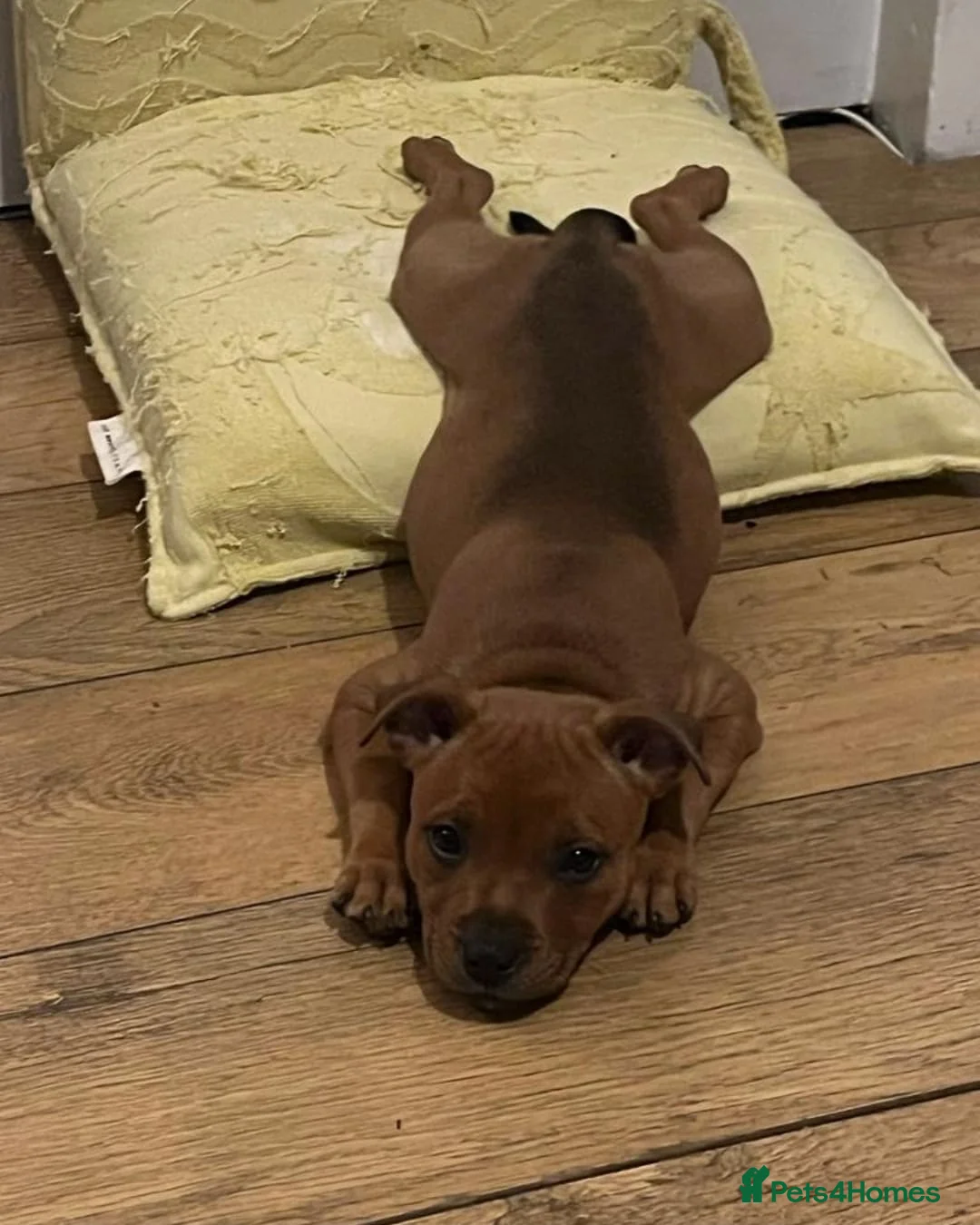 Staffordshire Bull Terrier dogs for stud: 🥨CHIEF CHAMPION SIRED. 🥨🏆  in Rochdale - Advert 26