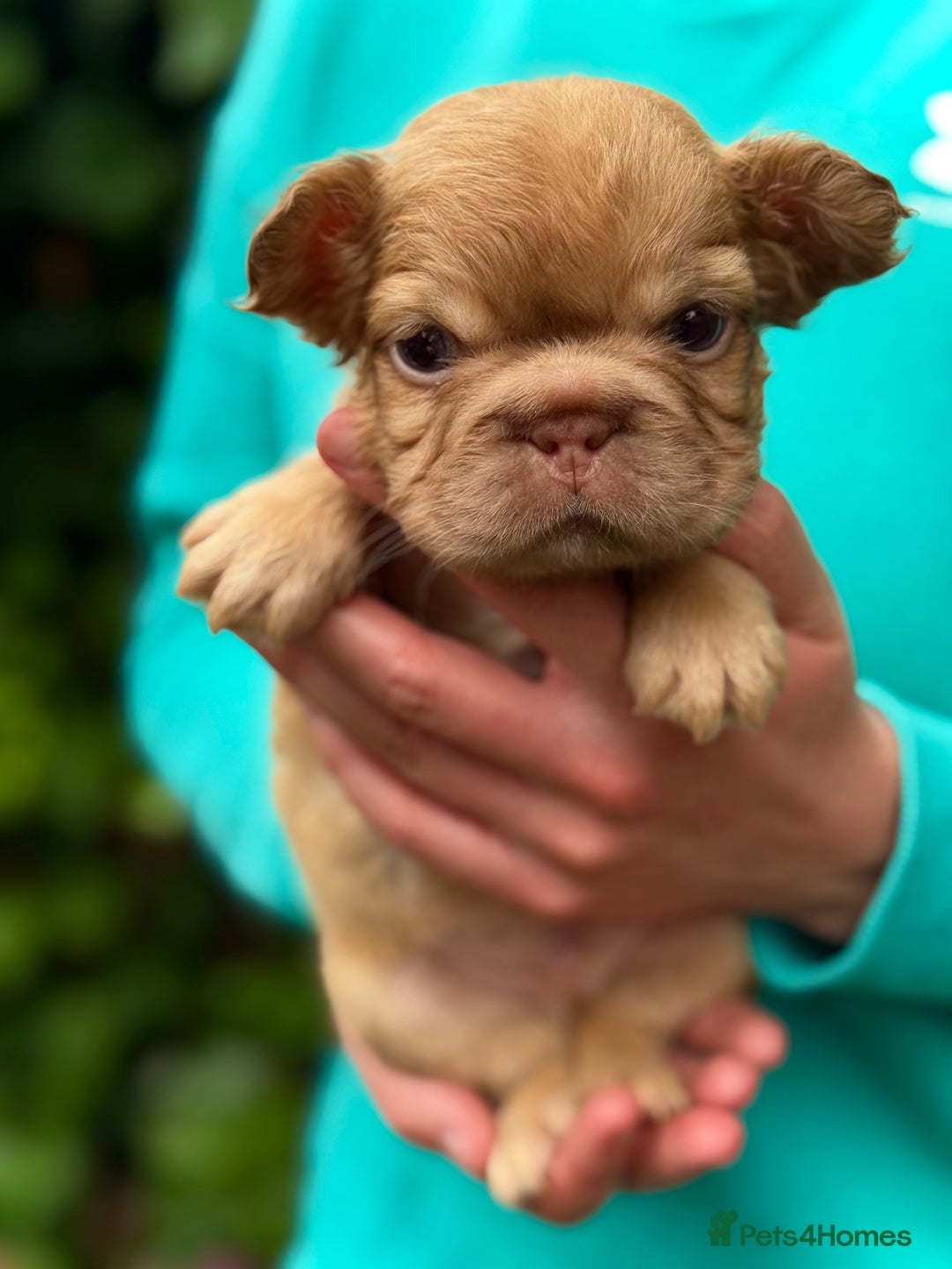 French Bulldog dogs for sale: Visual Fluffy 🧶 New Shade Frenchies 💎  - Image 23