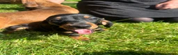 Dachshund dogs for sale: Female dachshund puppy  - Advert 2