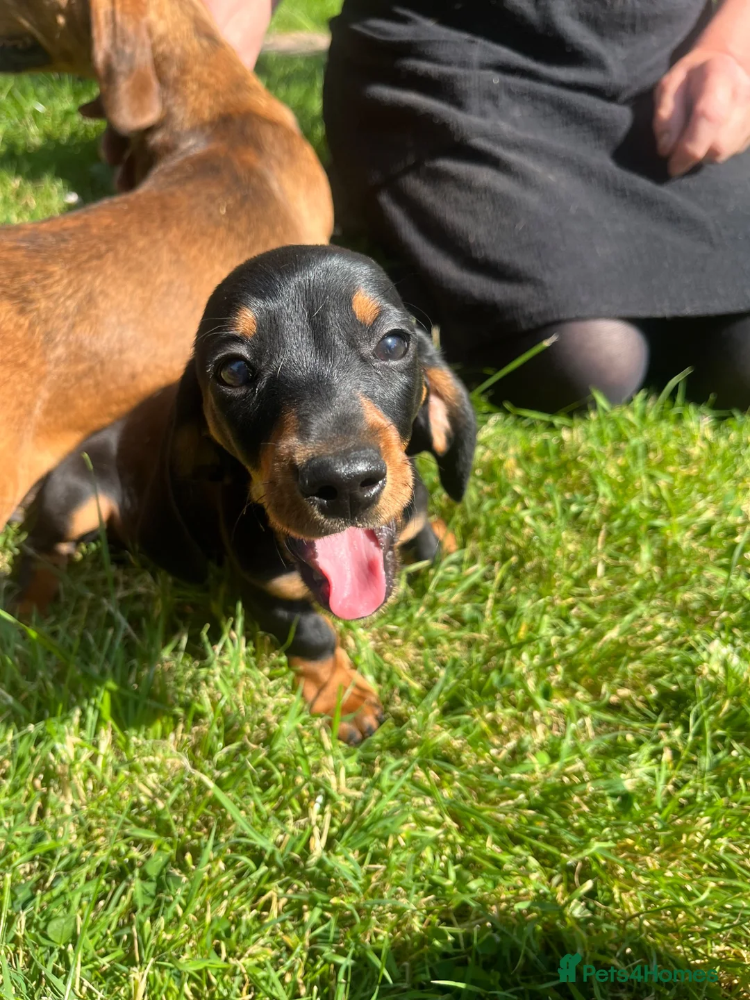 Dachshund dogs for sale: Female dachshund puppy  - Advert 2