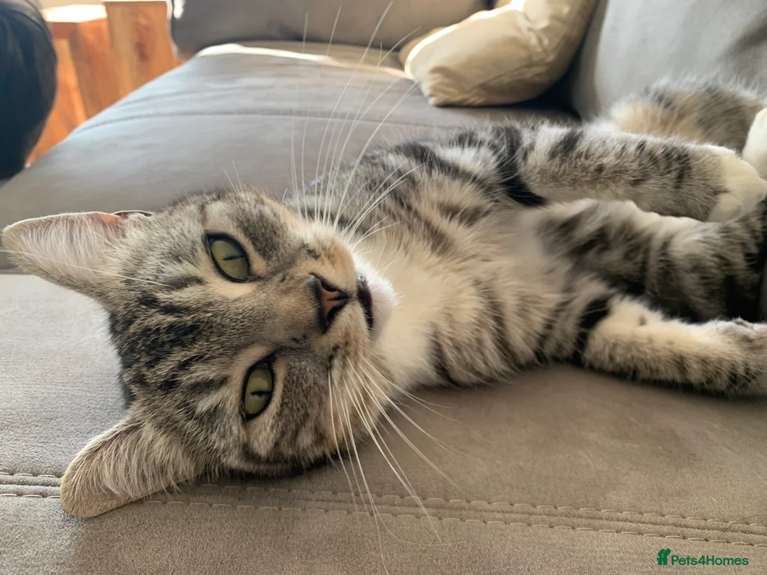 Mixed Breed cats for sale: Hunting cat  in Richmond - Advert 2