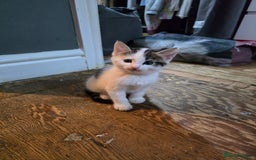 British Shorthair cats for sale: Playful kittens  - Image 6