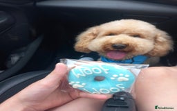 Shihpoo dogs for sale: ADORABLE F1B SHIHPOO PUPPIES! - Image 20