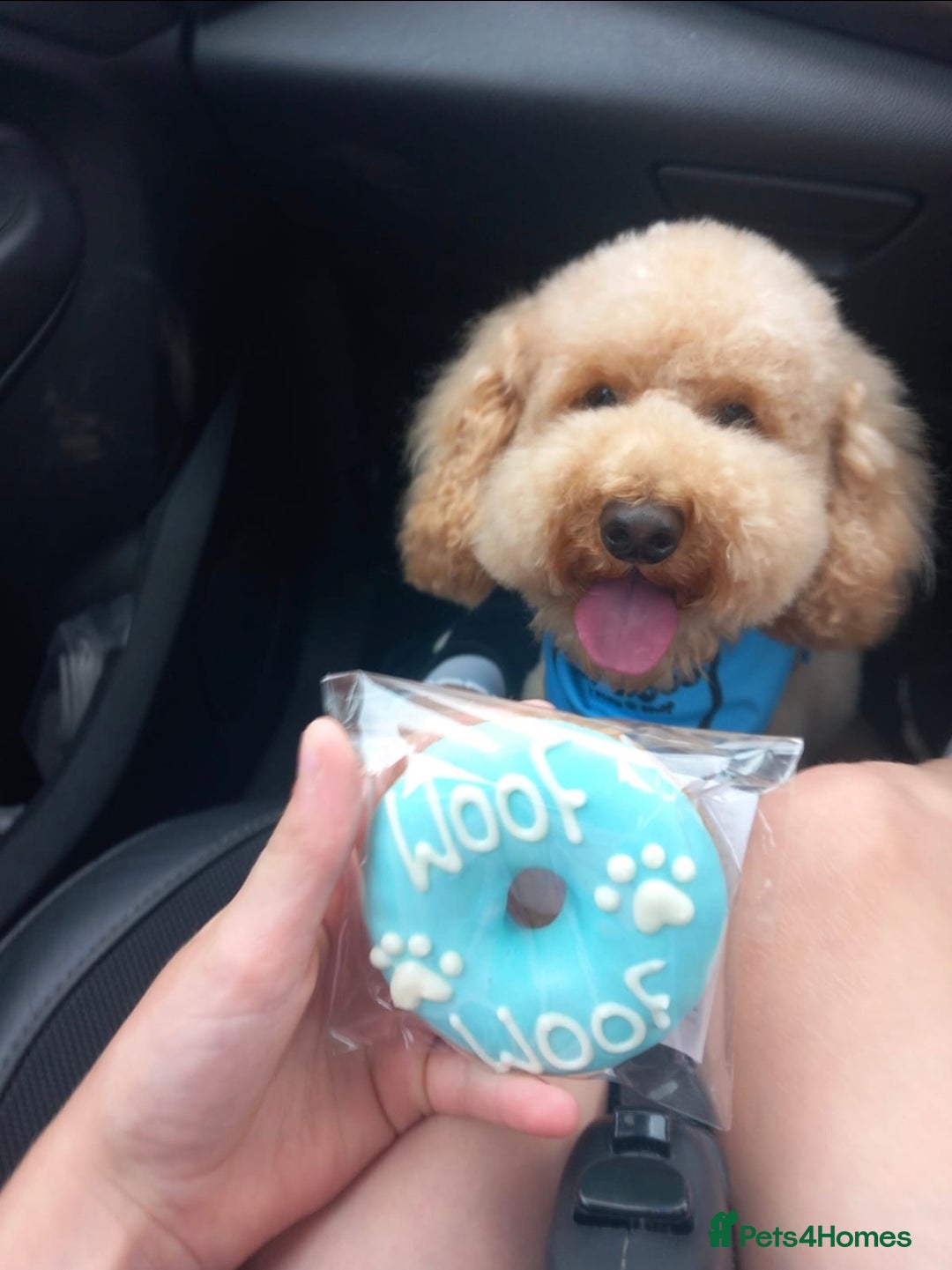 Shihpoo dogs for sale: ADORABLE F1B SHIHPOO PUPPIES! - Image 20