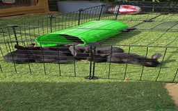 Dwarf Lop rabbits for sale: 9 Dwarf lop Rabbits ready for a new home - Image 4