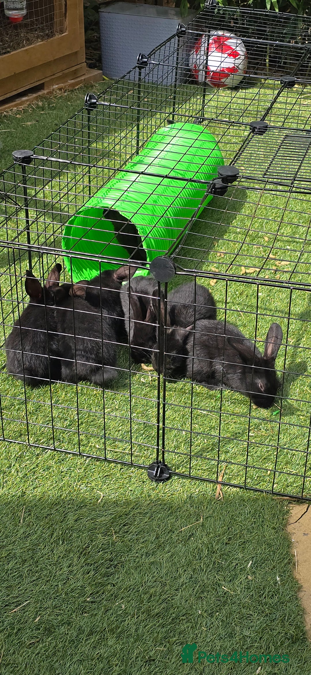 Dwarf Lop rabbits for sale: 9 Dwarf lop Rabbits ready for a new home - Image 4