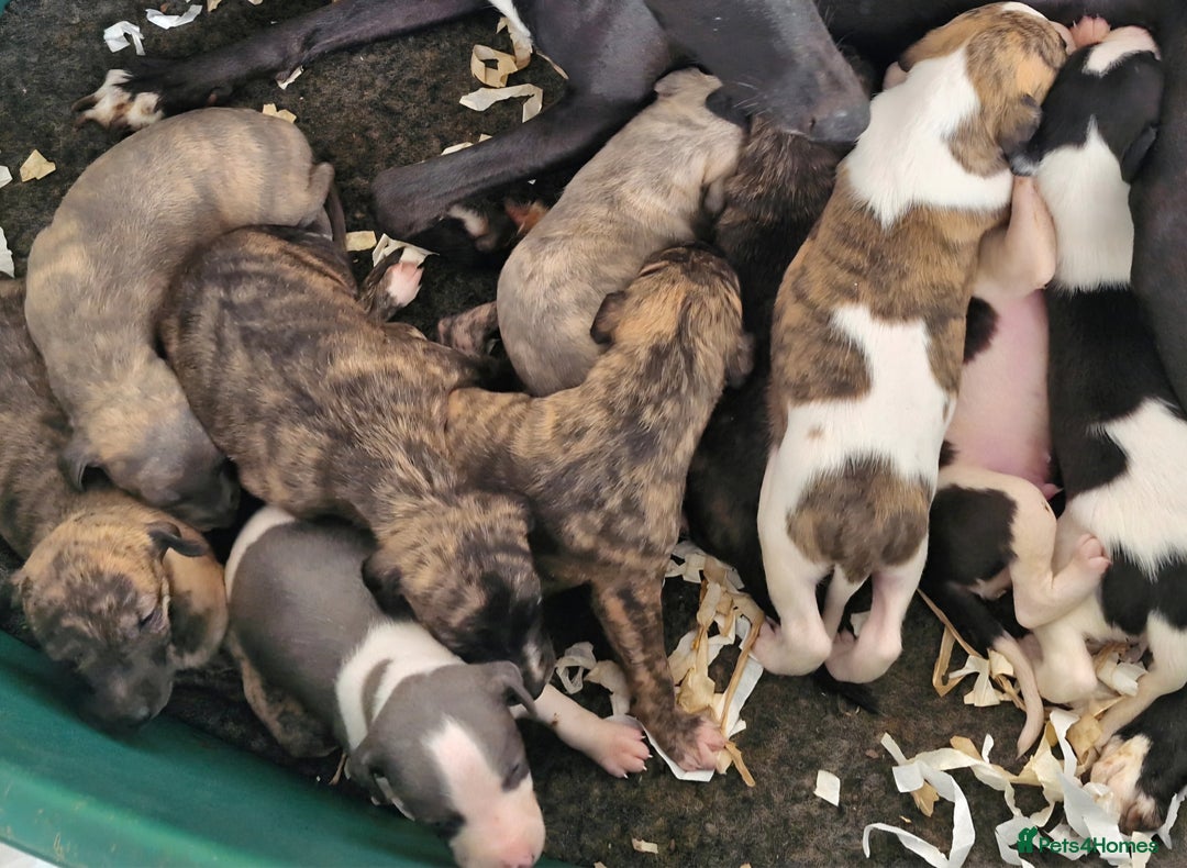 Whippet dogs for sale: Five Star KC Whippet Puppies - Image 12