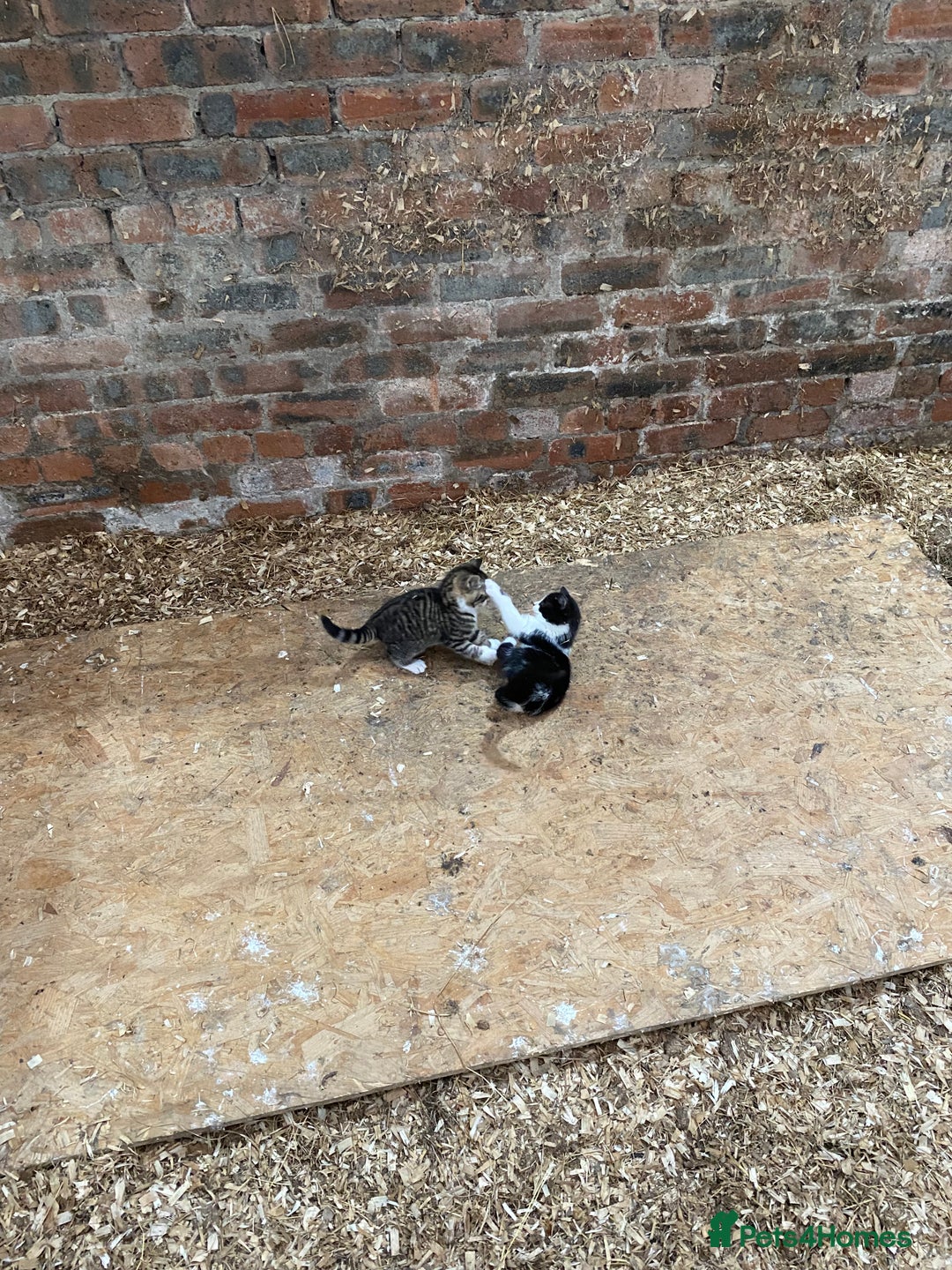 Mixed Breed cats for sale: Beautiful Kittens - Advert 6