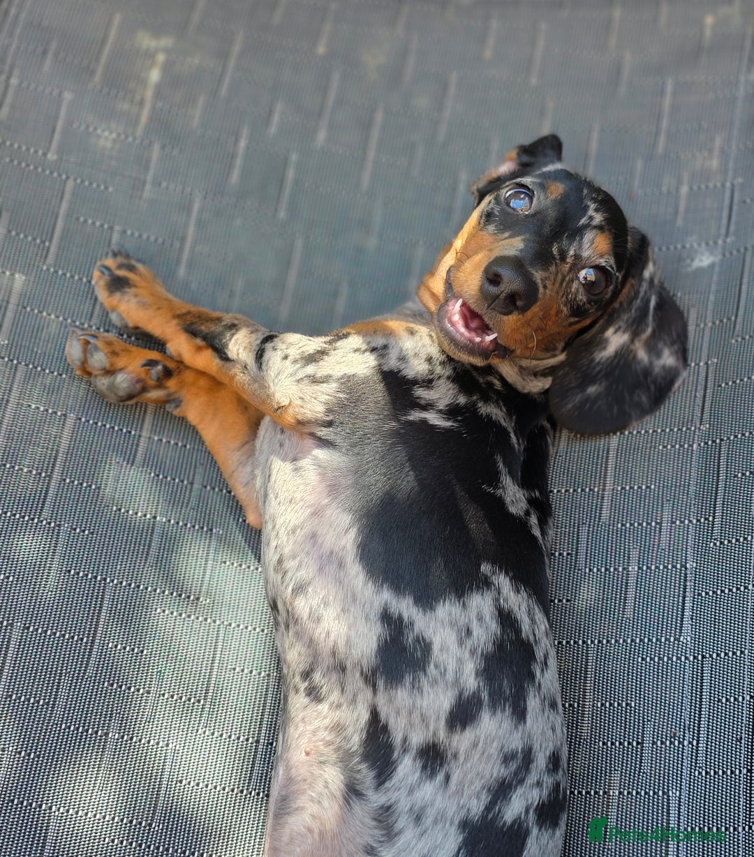 Dachshund dogs for sale: Dachshund 4 month old  - Image 3