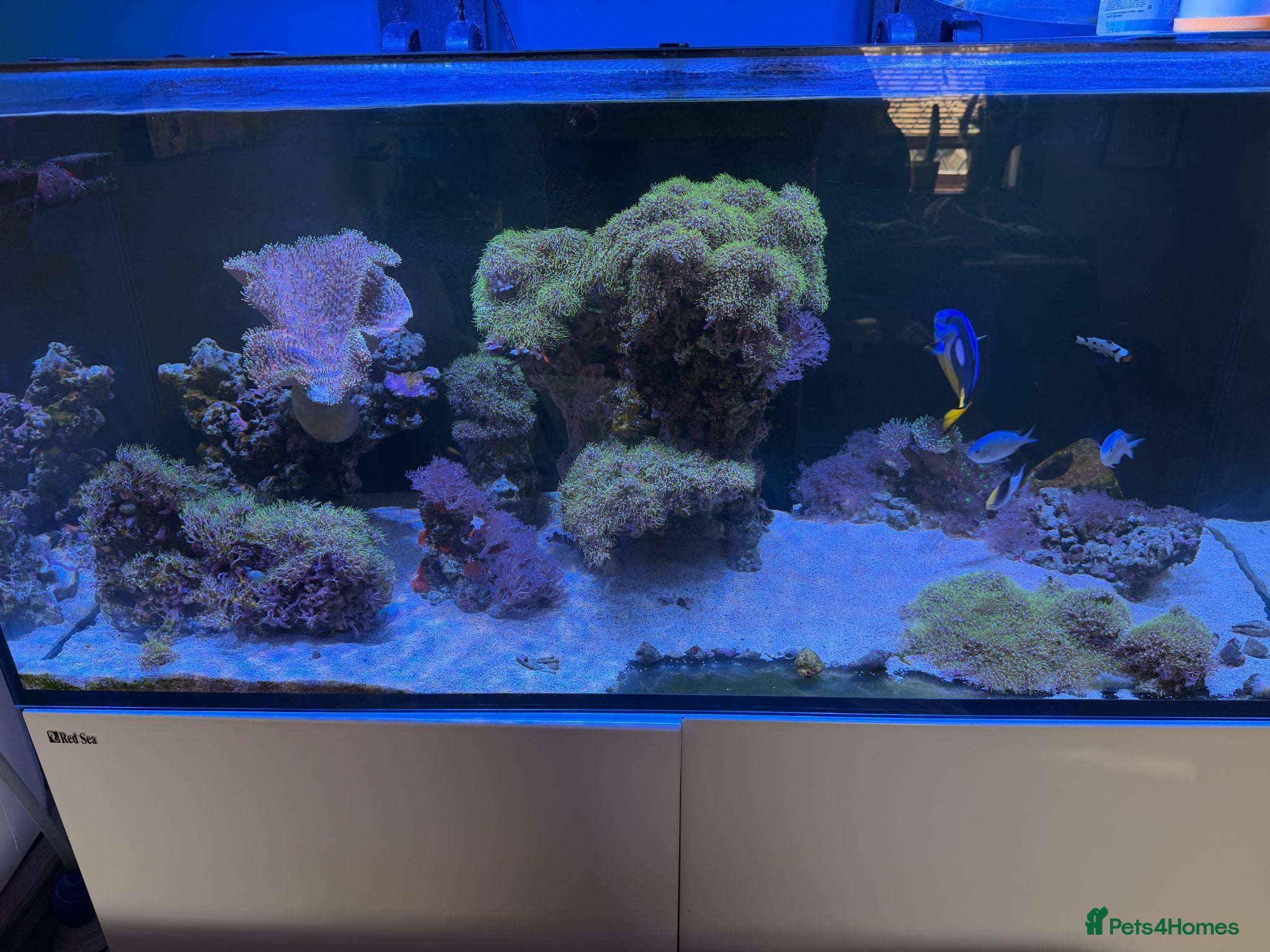 Other/Mixed Breed fish  Marine Tank Shutdown – Full Livestock Package  - Advert 11