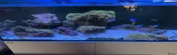 Other/Mixed Breed fish for sale:  Marine Tank Shutdown – Full Livestock Package  in London - Advert 1