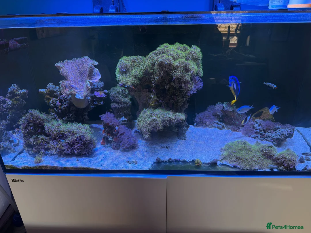 Other/Mixed Breed fish for sale:  Marine Tank Shutdown – Full Livestock Package  in London - Advert 1