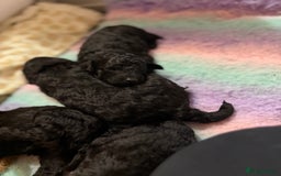 Maltipoo dogs for sale: Gorgeous 4-week-old Maltipoo puppies  - Image 8