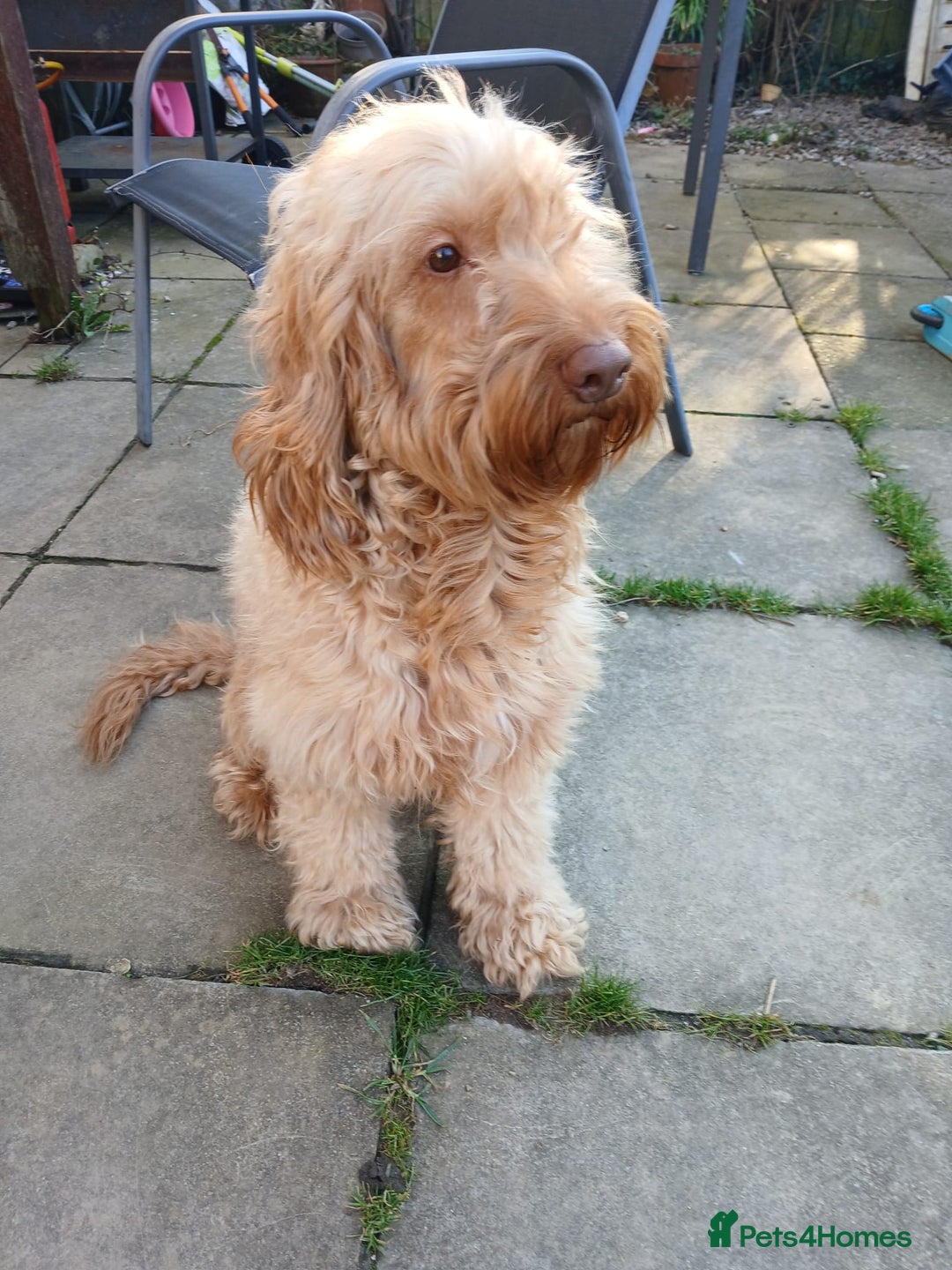 Cockapoo dogs for sale: Cockapoo pups for sale  - Advert 7