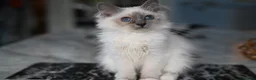 Birman cats for sale: GCCF Blue Point Birman girl (Only 1 Girl Left) - Advert 4