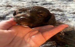 Labradoodle dogs for sale: 🐾Stunning Miniature Labradoodle F1b Puppies🐾  - Image 6