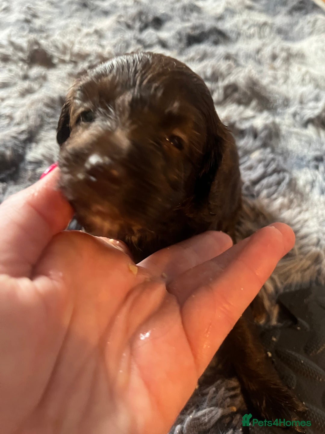 Labradoodle dogs for sale: 🐾Stunning Miniature Labradoodle F1b Puppies🐾  - Image 6