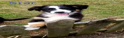 Australian Shepherd dogs for sale: Australian Shepherd Pups Available Now - Advert 2
