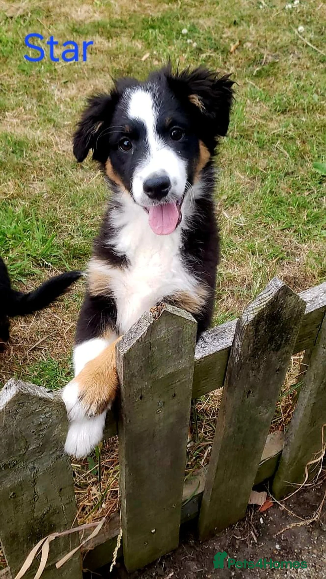 Australian Shepherd dogs for sale: Australian Shepherd Pups Available Now - Advert 2