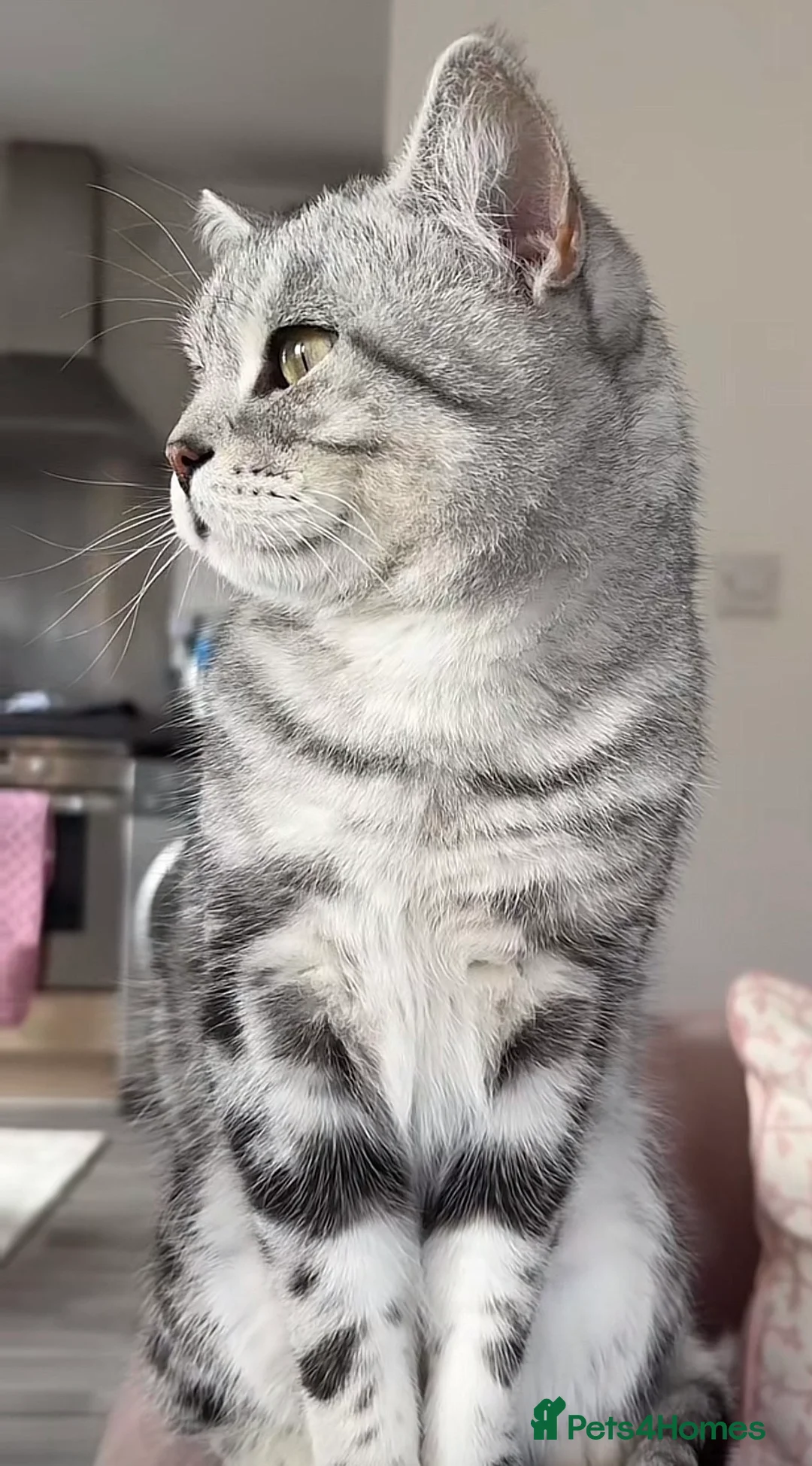 British Shorthair cats for stud: British Shorthair  in Chelmsford - Advert 2