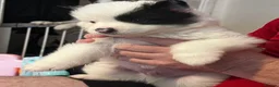 Huskita dogs for sale: 4 beautiful huskaties  - Advert 7