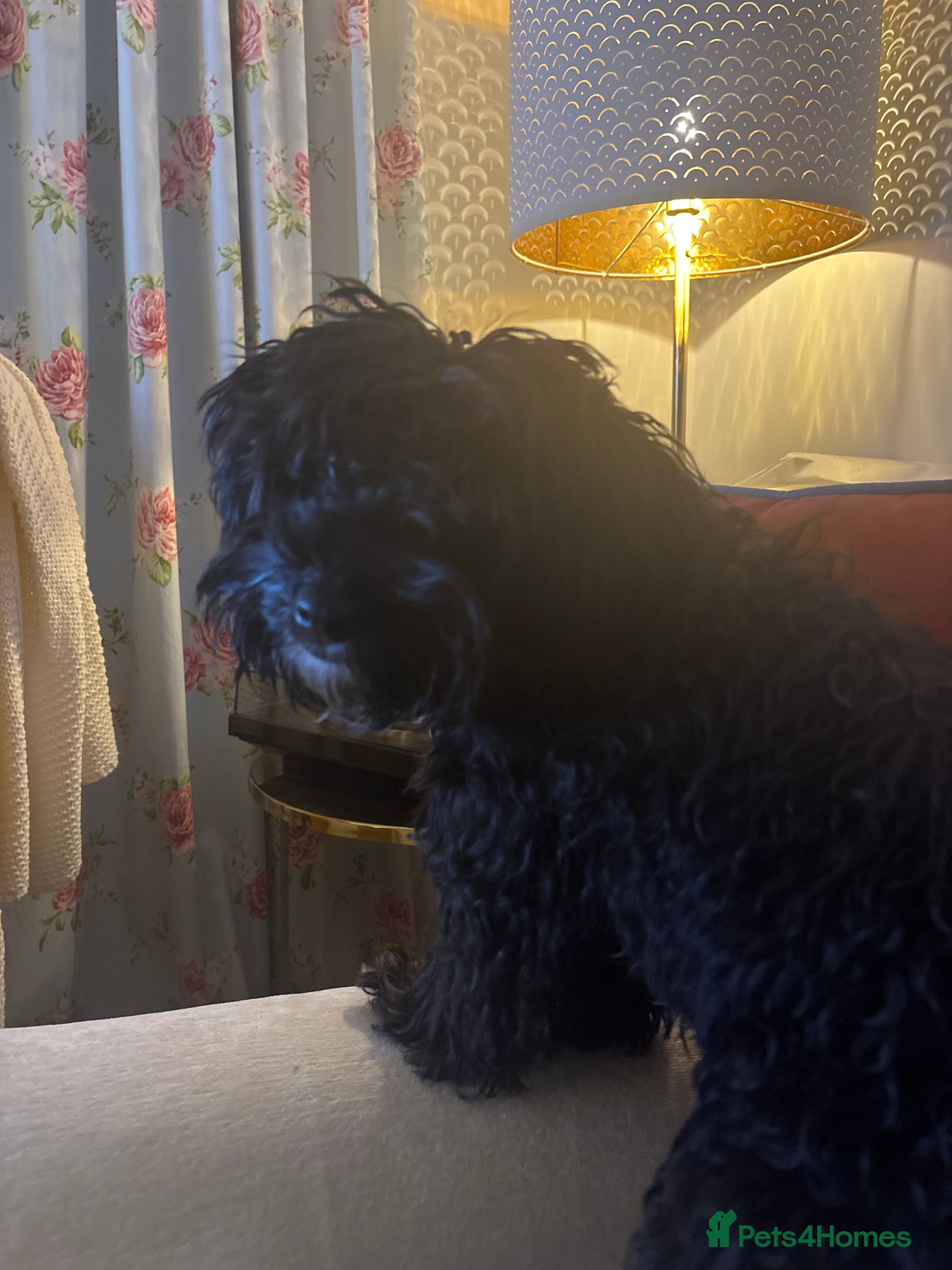 Maltipoo dogs 6 month old Maltipoo for sale  - Advert 1