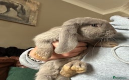 English Lop rabbits for sale: English lop - Image 3