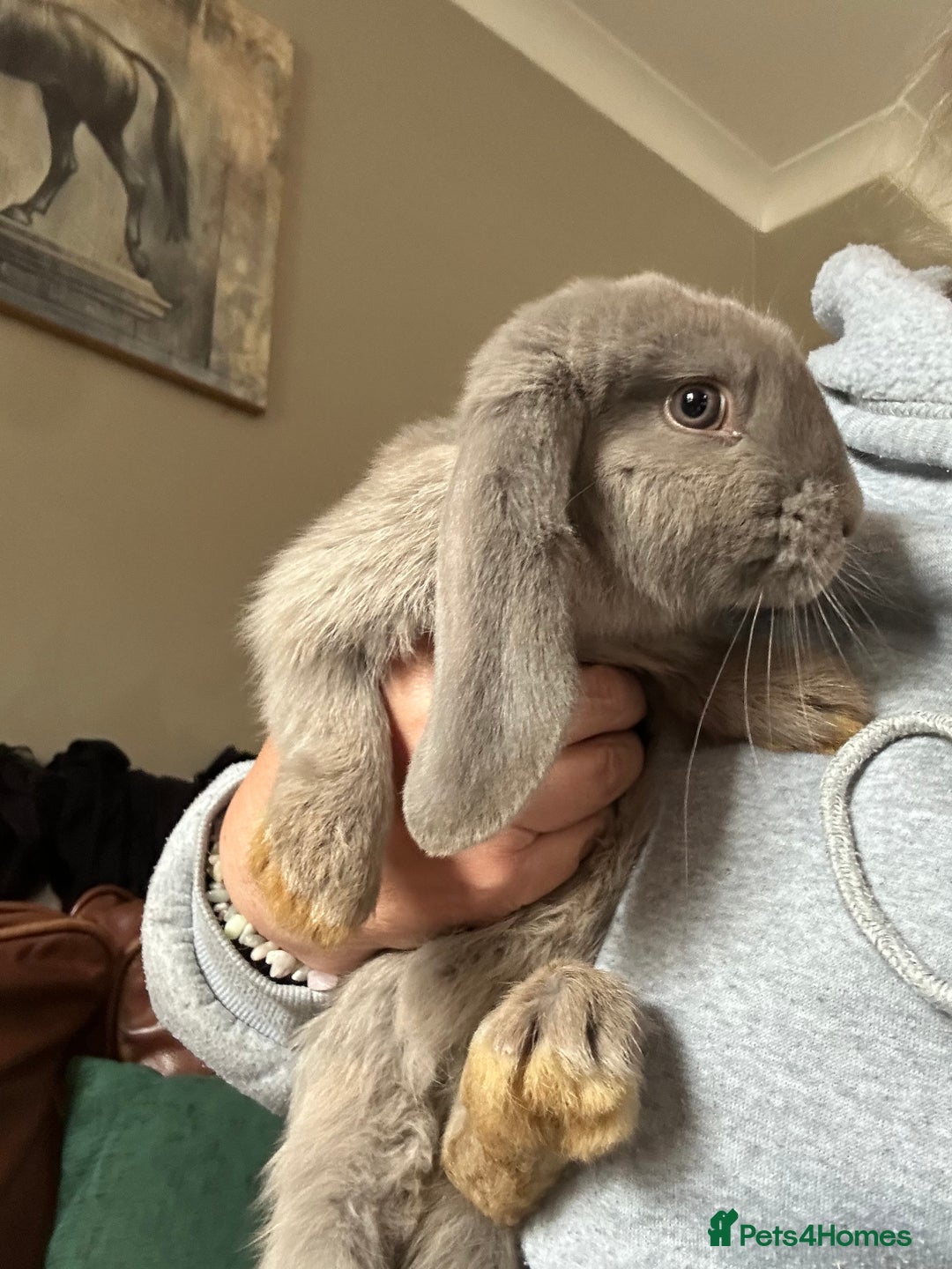 English Lop rabbits for sale: English lop - Image 3