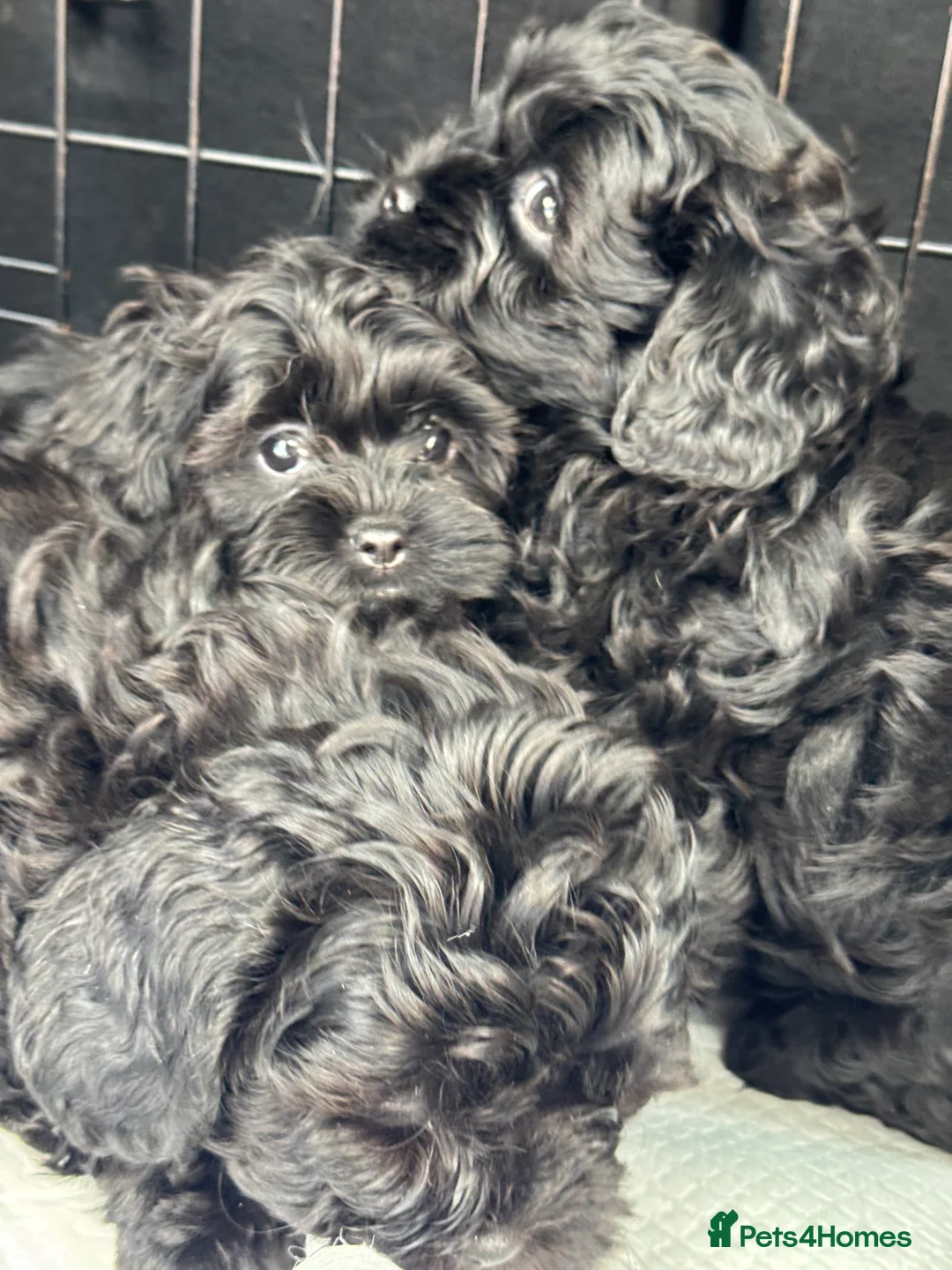 Shihpoo dogs for sale: Shihpoo puppies, Ready to leave  - Advert 14