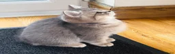 British Shorthair cats for sale: GCCF/TICA British Shorthair Kittens–Champion Lines - Advert 12