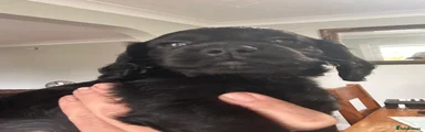 Purple collar Cocker Spaniel 4