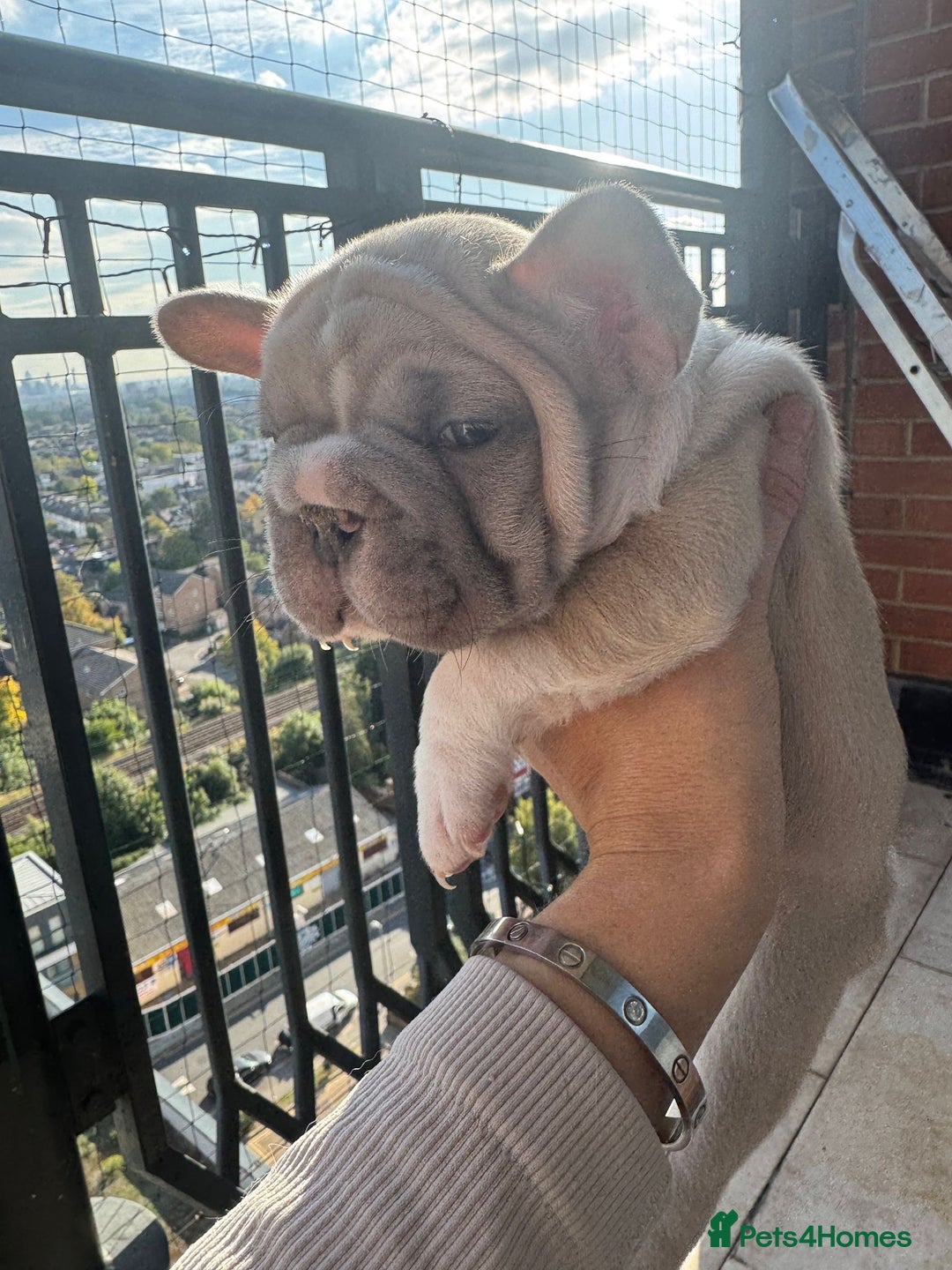 French Bulldog dogs for sale: Stunning ** French bulldogs  - Image 4