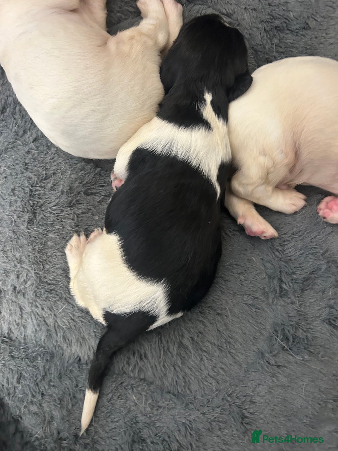 English Springer Spaniel dogs for sale: KC registered Springer spaniels puppies  - Image 29