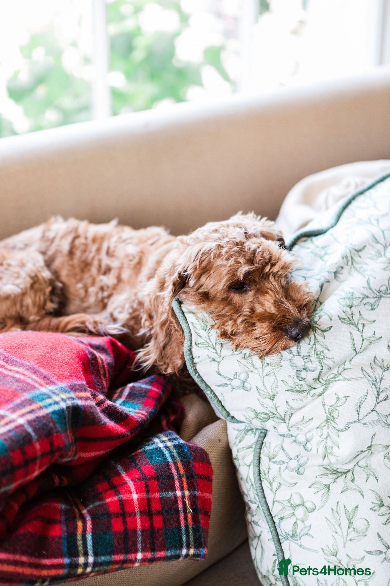 Cockapoo dogs Beloved 4 Year Old Cockapoo - Advert 5